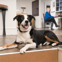 Ferntrainer »Standard« PetSafe Hundeerziehung · 600m, ab 3,6kg