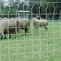 Hobby Hütenetz »Euronetz« Teichnetz, Beet · 50m 2 Spitzen, 106cm