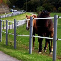 Recyclingpfähle »Rund« Zaun Pfosten · 10cm, 2,00m